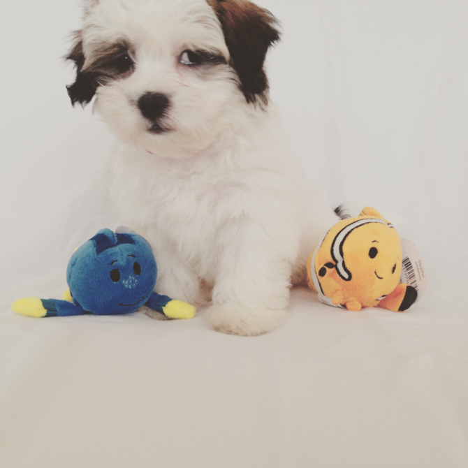Paris - Shichon Puppy For Sale Premier Pups Paris - Shichon Puppy For Sale Premier Pups