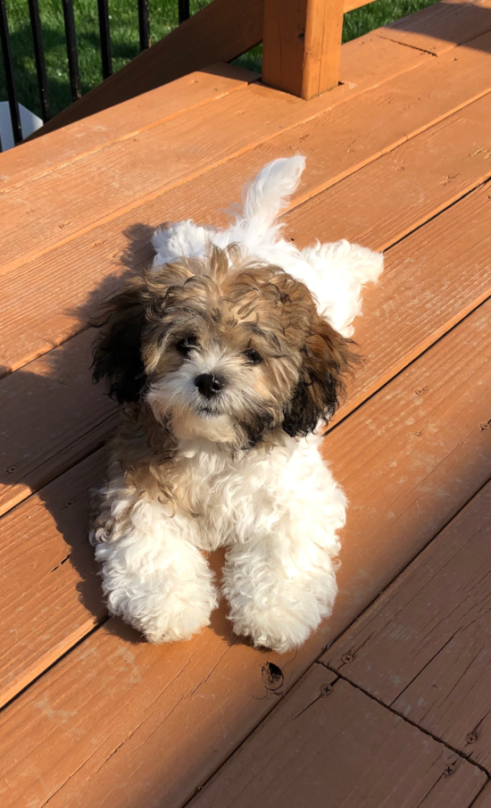 Fluffy Teddy Bear Designer Pup