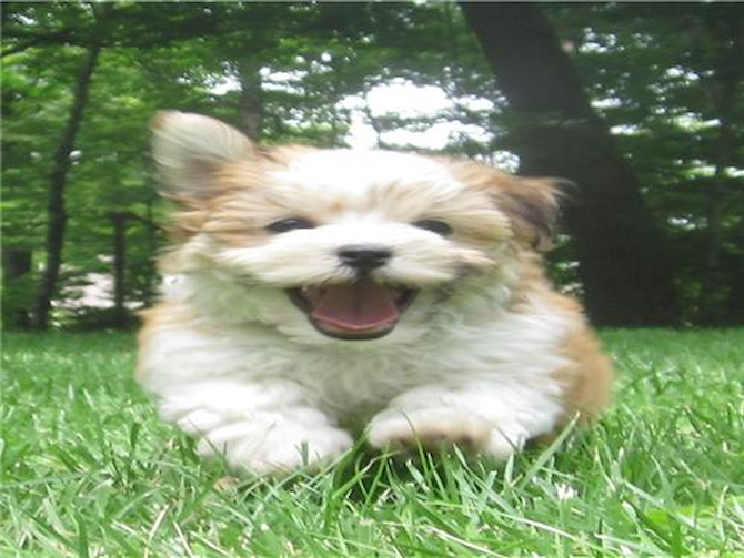 Decatur - Havanese Puppy For Sale Premier Pups Decatur - Havanese Puppy For Sale Premier Pups