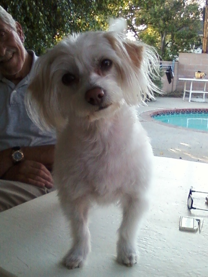 Missy - Maltipoo Puppy For Sale Premier Pups Missy - Maltipoo Puppy For Sale Premier Pups
