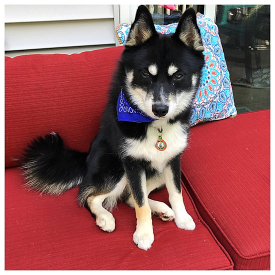 Sweet Pomsky Pup in Andover MA