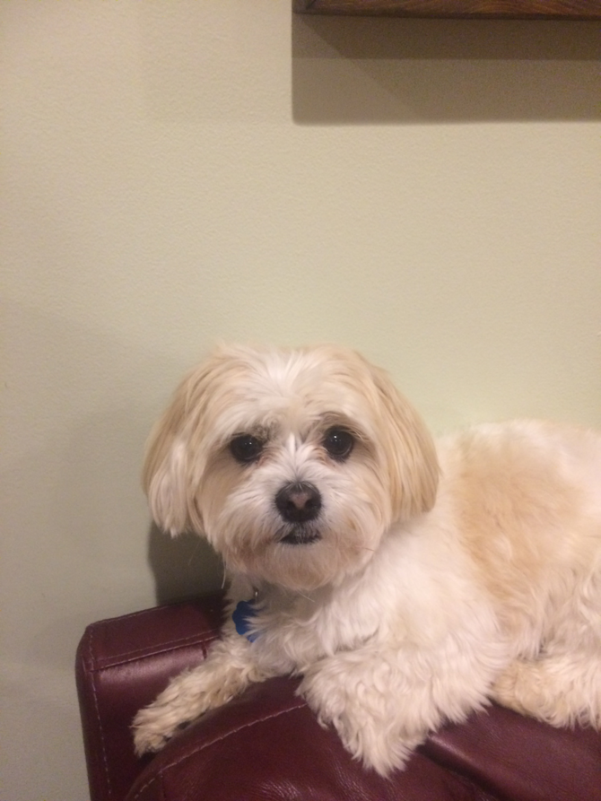 Rocky (Michael) - Teddy Bear Puppy For Sale Premier Pups Rocky (Michael) - Teddy Bear Puppy For Sale Premier Pups
