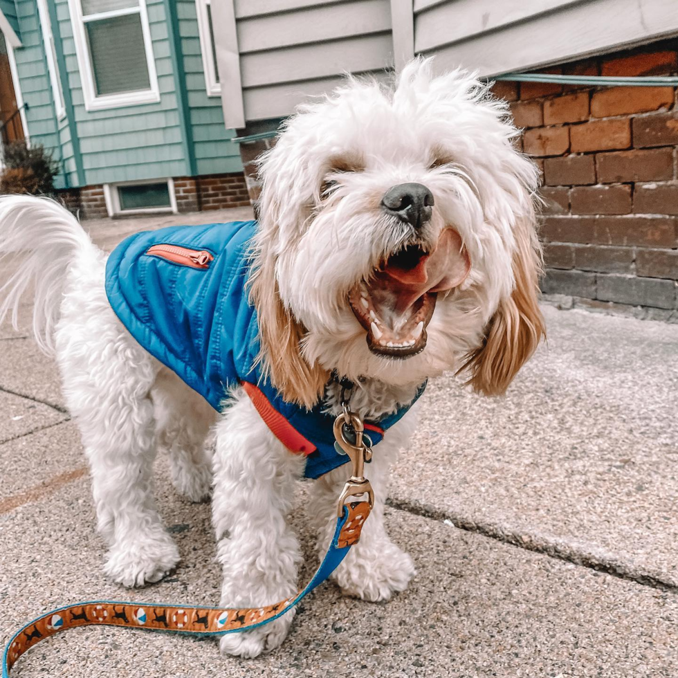Friendly Cavachon Pup in Boston MA