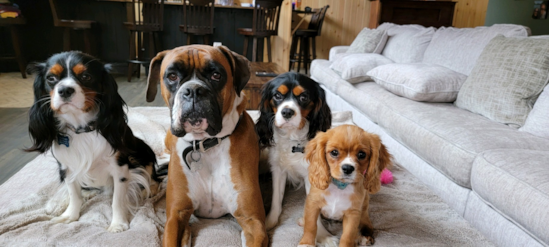 Cavalier King Charles Spaniel Being Cute