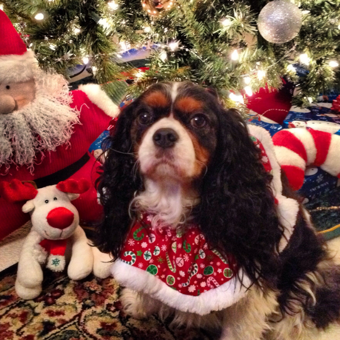 Lacey - Cavalier King Charles Spaniel Puppy For Sale Premier Pups Lacey - Cavalier King Charles Spaniel Puppy For Sale Premier Pups
