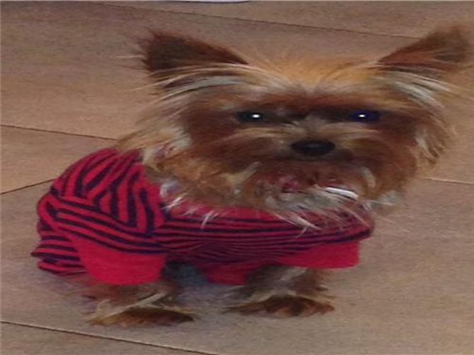 Hazel - Yorkshire Terrier Puppy For Sale Premier Pups Hazel - Yorkshire Terrier Puppy For Sale Premier Pups