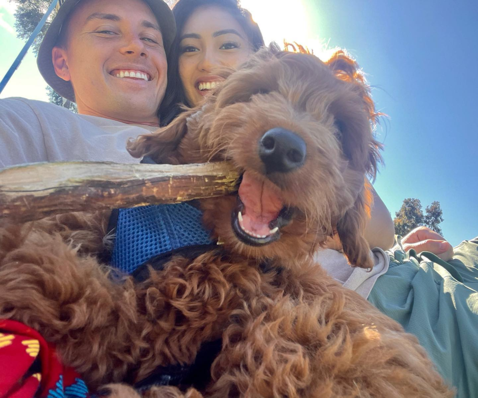 San Diego Mini Goldendoodle Pup