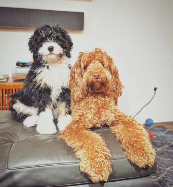 Fluffy Mini Bernedoodle Poodle Mix Pup