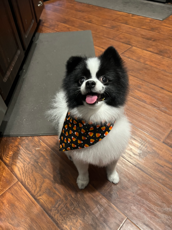 Pomeranian