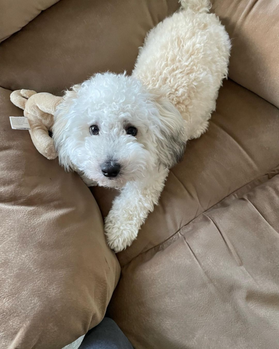 Petite Maltipoo Poodle Mix Pup