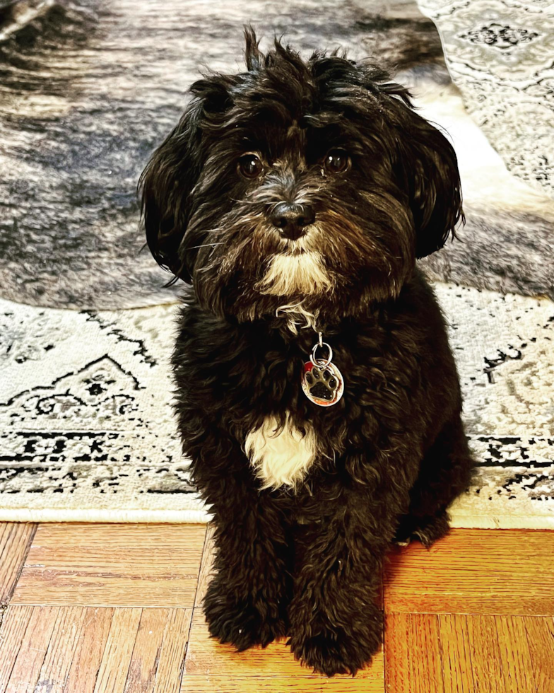 Friendly Mini Aussiedoodle Pup in Brooklyn NY