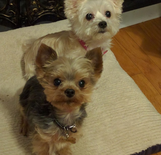 is premier pups a puppy mill pomsky yorkie mini goldendoodle cavapoo morkie puppies gallery pg 5 for adoption is premier pups a puppy mill pomsky yorkie mini goldendoodle cavapoo morkie puppies gallery pg 5 for adoption