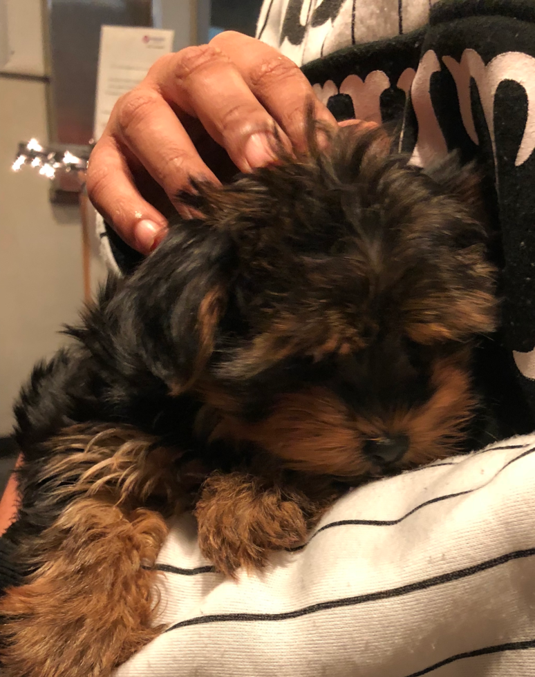 Adorable Yorkie Purebred Pup