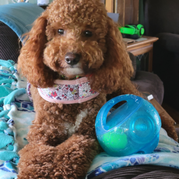 SCARLETT, a Mini Goldendoodle puppy from Gilbertville 