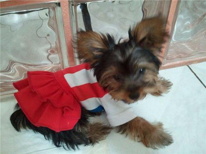 Sophia - Yorkshire Terrier Puppy For Sale Premier Pups Sophia - Yorkshire Terrier Puppy For Sale Premier Pups