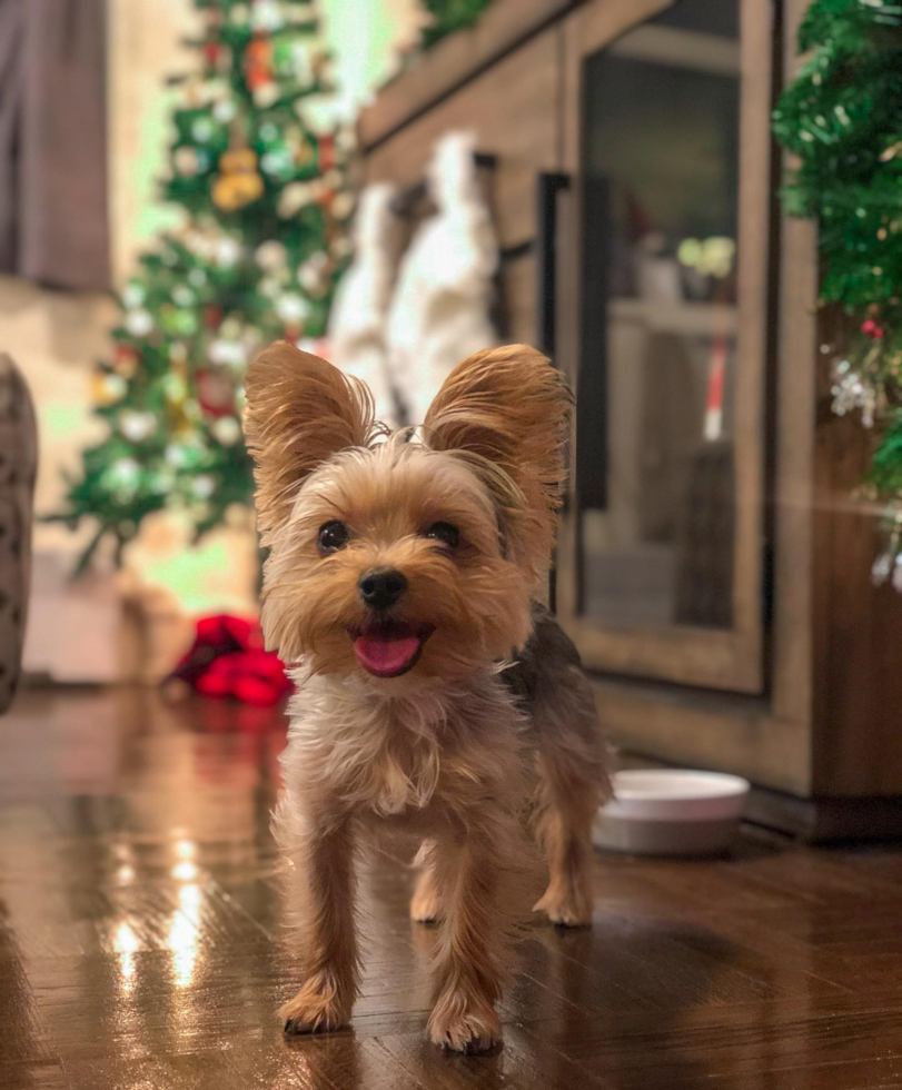Cute Yorkshire Terrier Pup in New York NY