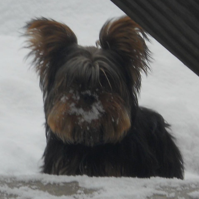Zorro (now Bandit) - Yorkshire Terrier Puppy For Sale Premier Pups Zorro (now Bandit) - Yorkshire Terrier Puppy For Sale Premier Pups