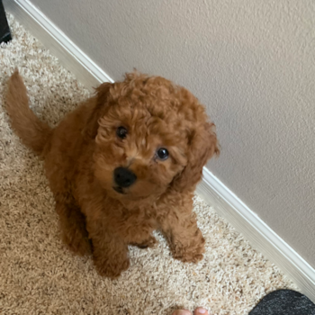 Gabi, a Mini Goldendoodle puppy from Warren, Ohio Gabi, a Mini Goldendoodle puppy from Warren, Ohio