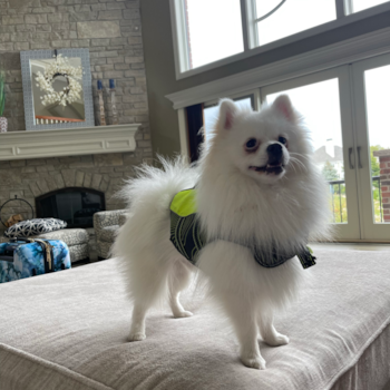 Pomeranian Pup