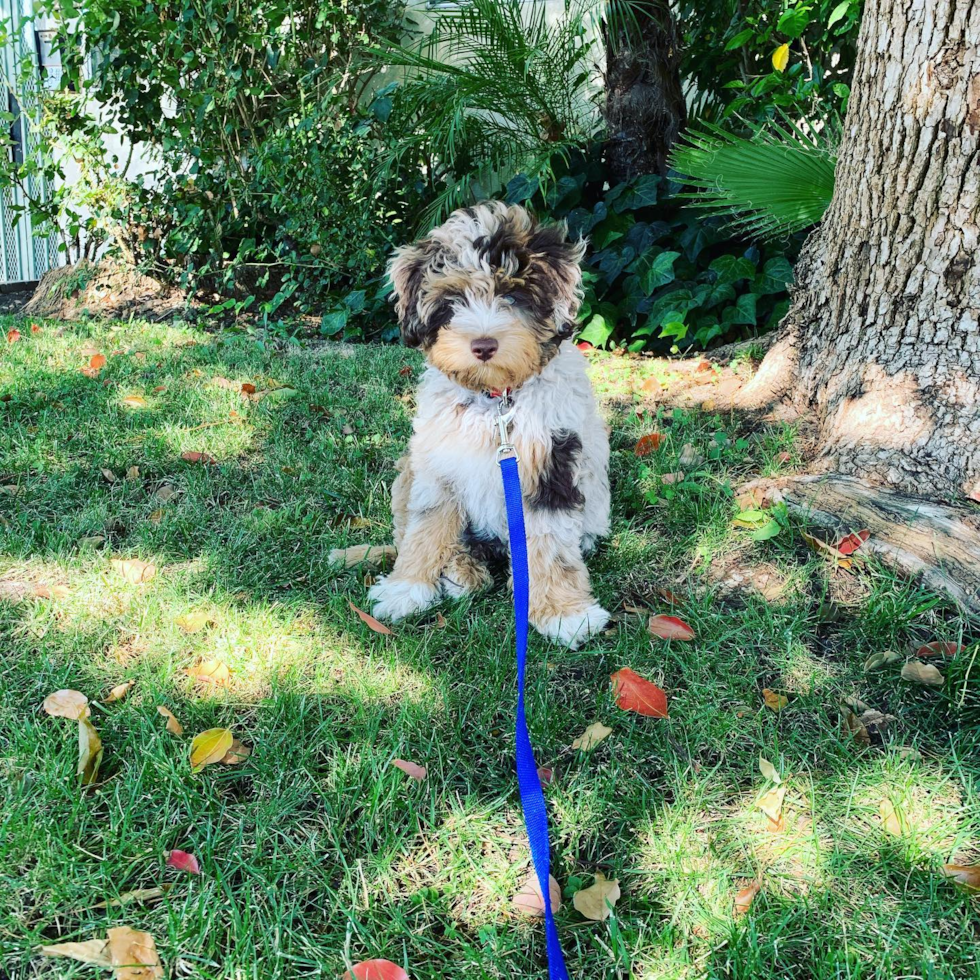 Cute Mini Aussiedoodle Pup in Encino CA