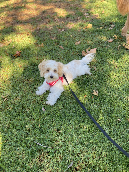 Energetic Maltese Poodle Poodle Mix Pup