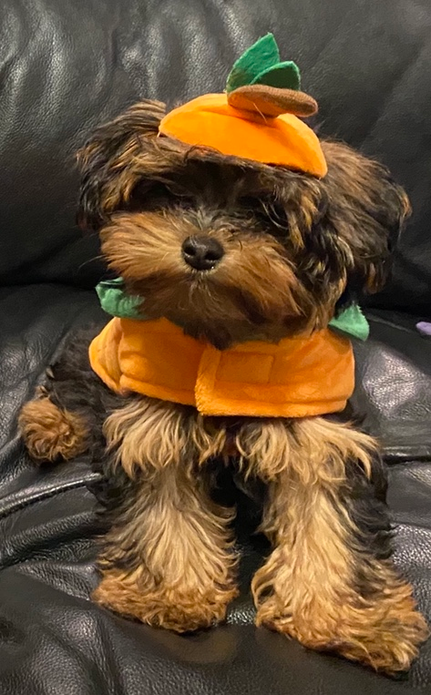 Energetic Yorkie Doodle Poodle Mix Pup