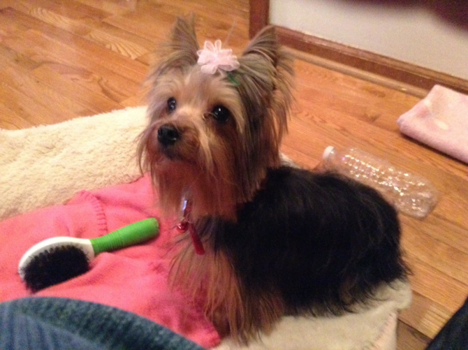 Abby - Yorkshire Terrier Puppy For Sale Premier Pups Abby - Yorkshire Terrier Puppy For Sale Premier Pups