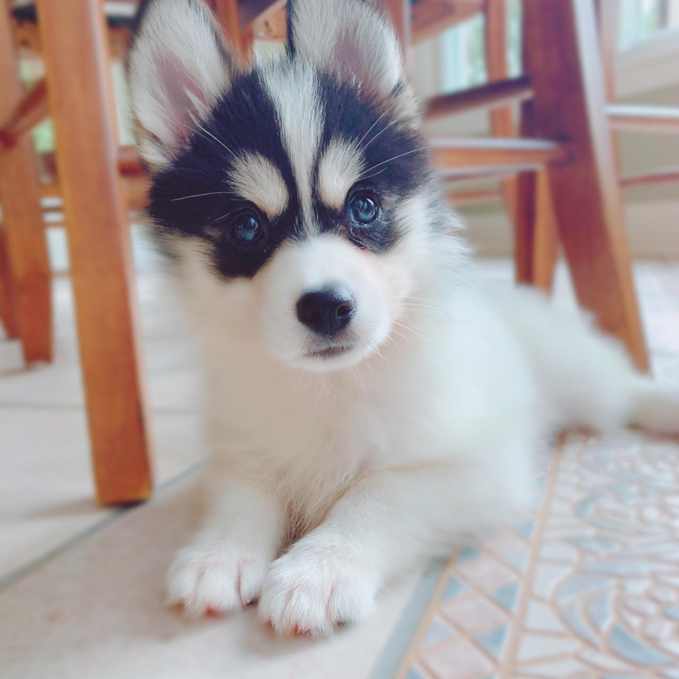 Adorable Mini Husky Designer Pup