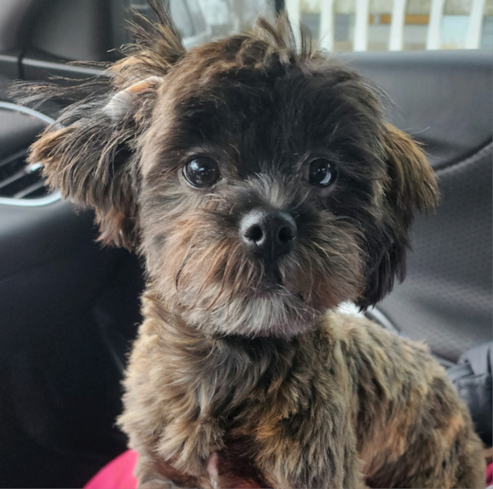 Shih Poo Pup