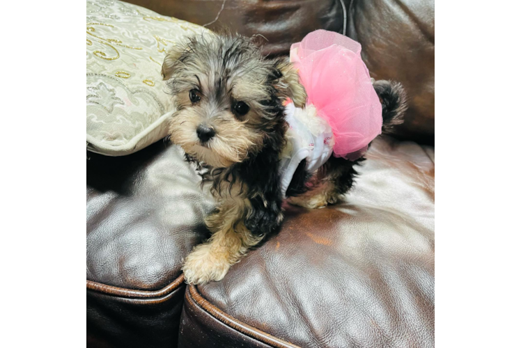 Meet Coco - our Morkie Puppy Photo 1/3 - Premier Pups