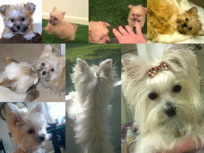 Bitsy - Morkie Puppy For Sale Premier Pups Bitsy - Morkie Puppy For Sale Premier Pups