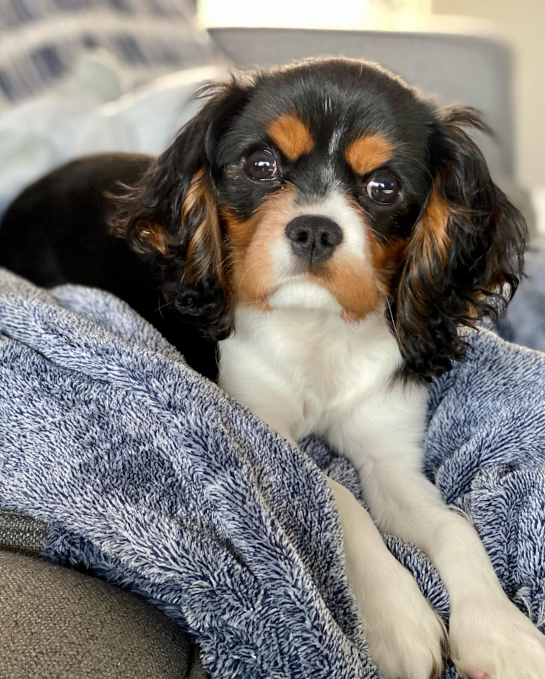 Small Cavalier King Charles Spaniel Pup