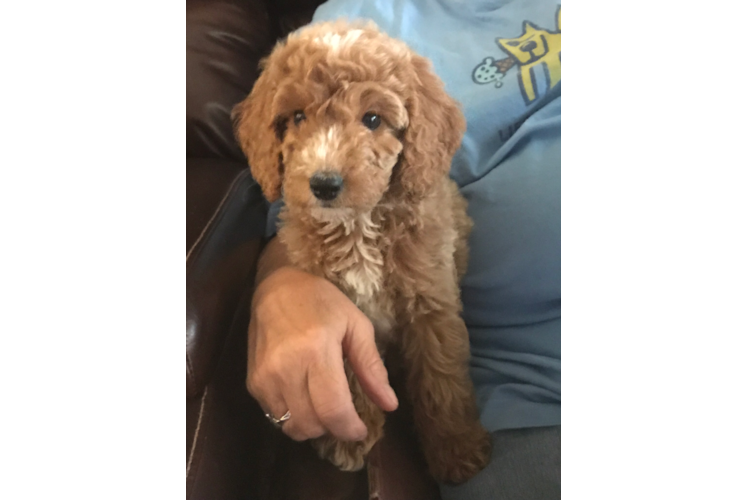 Meet Brooke - our Mini Goldendoodle Puppy Photo 1/2 - Premier Pups