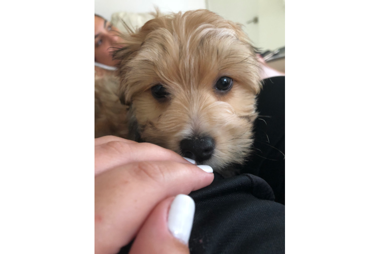 Meet Elton - our Morkie Puppy Photo 1/3 - Premier Pups