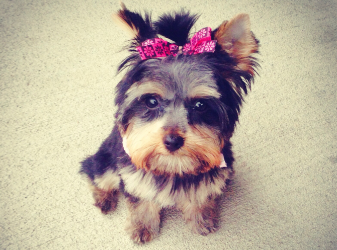 Ava formerly known as Avery - Yorkshire Terrier Puppy For Sale Premier Pups Ava formerly known as Avery - Yorkshire Terrier Puppy For Sale Premier Pups