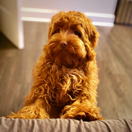 Playful Cockerpoo Poodle Mix Pup