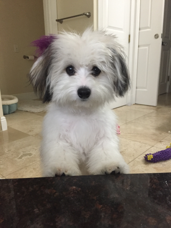 Funny Havanese Purebred Pup