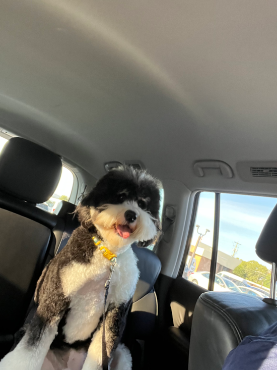 Adorable Bernadoodle Poodle Mix Pup