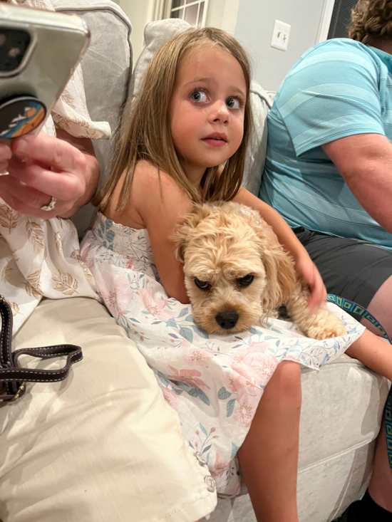 Cavachon