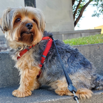 Ziggy, a Yorkshire Terrier puppy from Rocky Mount, North Carolina Ziggy, a Yorkshire Terrier puppy from Rocky Mount, North Carolina
