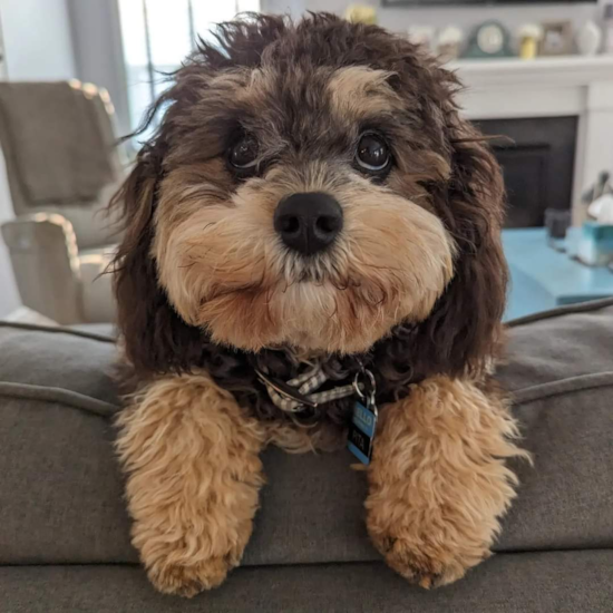 Cavapoo Pup