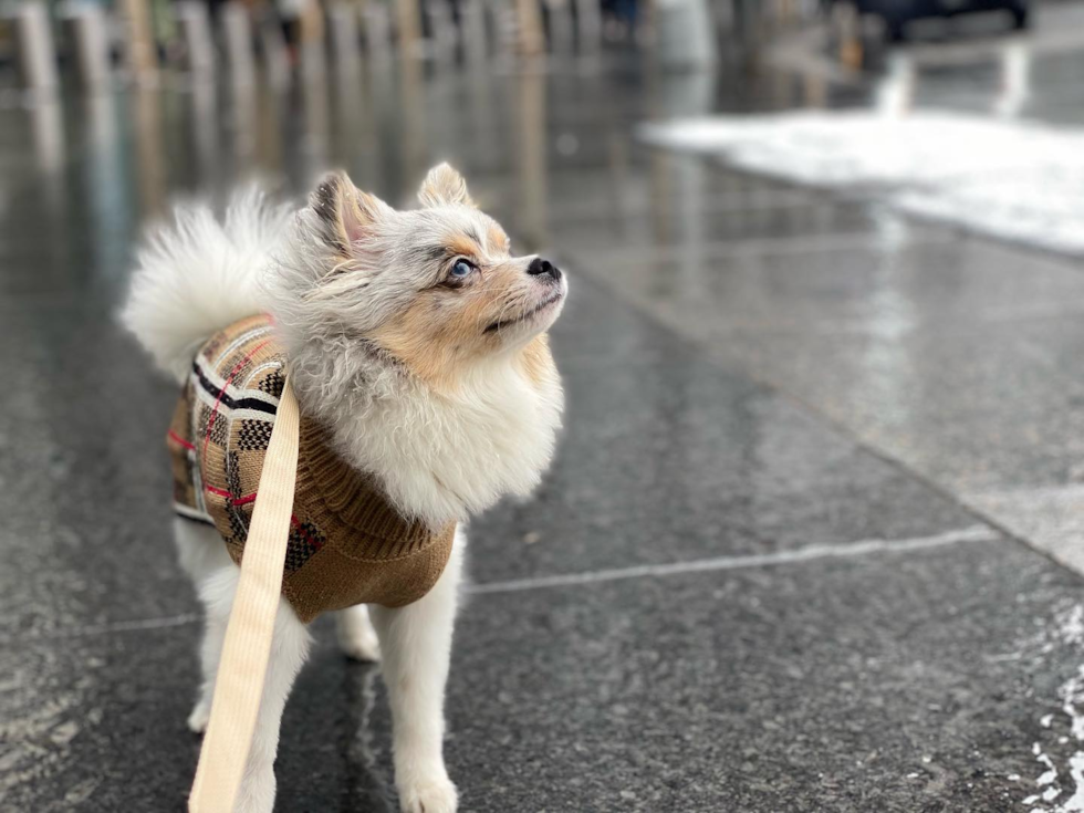 Adorable Pomeranian Pup in San Francisco CA