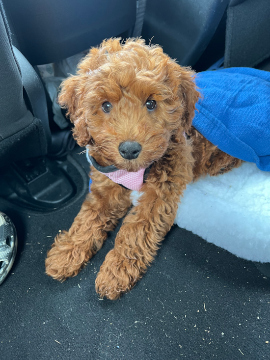 Cute Mini Goldendoodle Pup