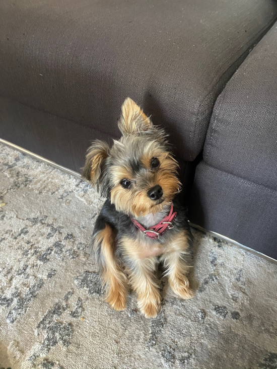Sweet Morkie Pup in Cleveland OH