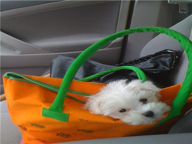 buffy - Maltipoo Puppy For Sale Premier Pups buffy - Maltipoo Puppy For Sale Premier Pups
