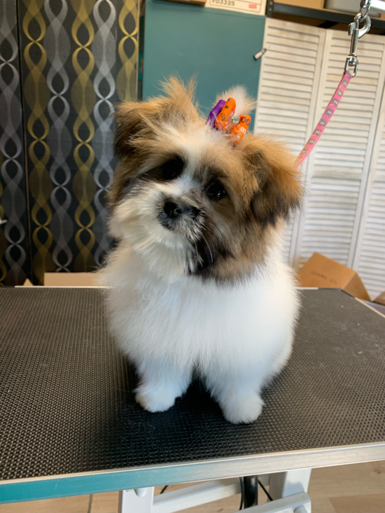 Shih Pom