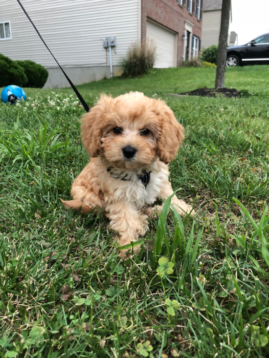 Independence Cavapoo Pup
