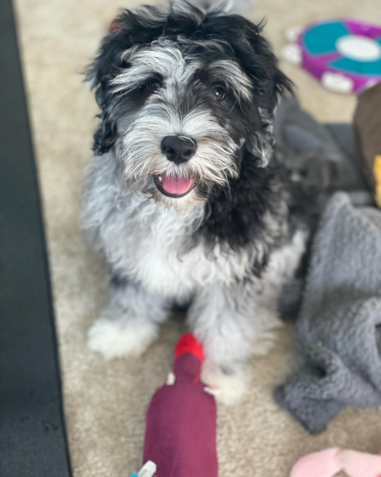 Little Portuguese Water Dog Poodle Mix Pup