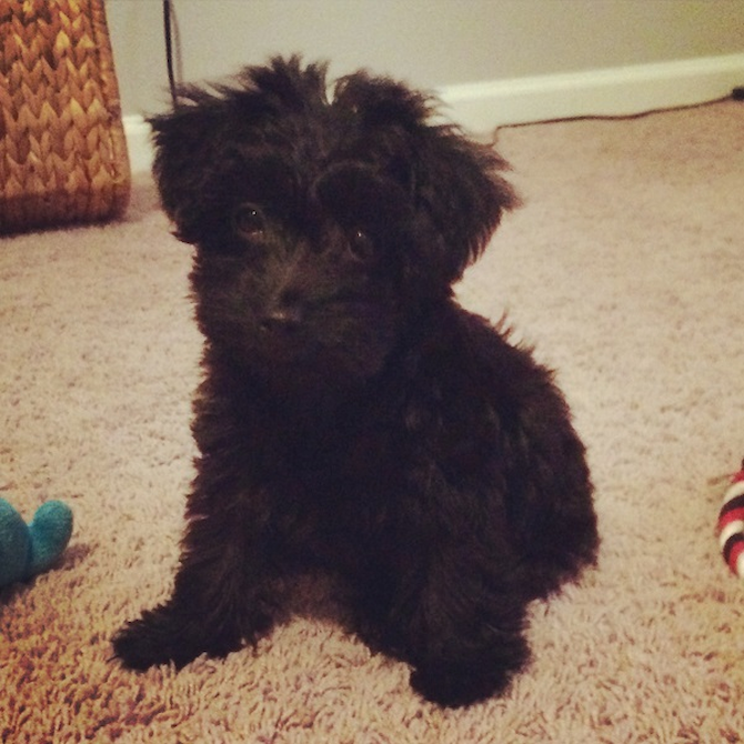 Poppy (formallyParis) - Yorkie Poo Puppy For Sale Premier Pups Poppy (formallyParis) - Yorkie Poo Puppy For Sale Premier Pups