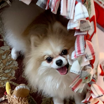 Maggie, a Pomeranian puppy from Pottstown, PA Maggie, a Pomeranian puppy from Pottstown, PA